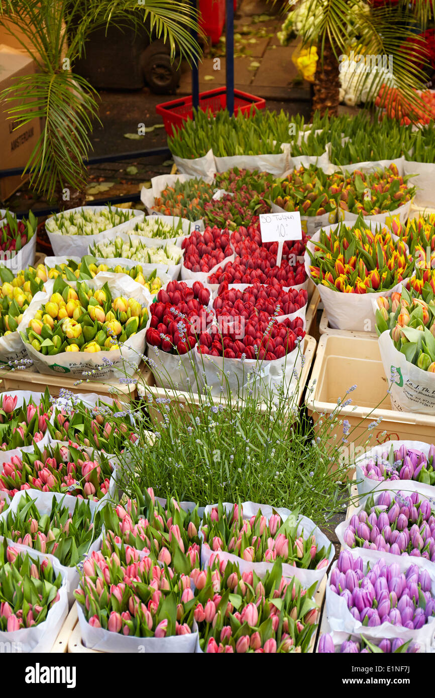 Amsterdam Tulpen Blumenmarkt - Holland Niederlande Stockfoto