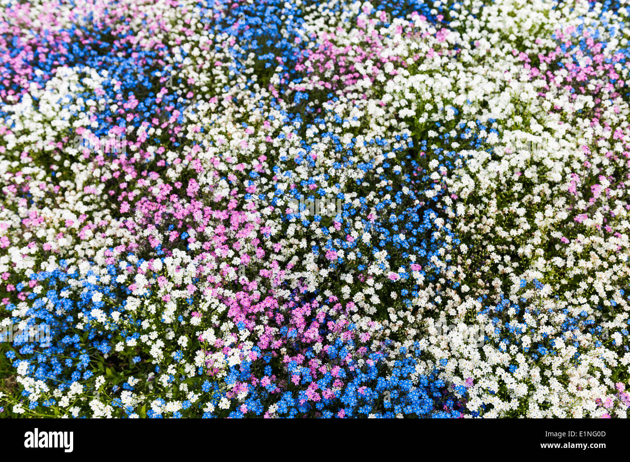 Weiss Rosa Und Blau Forget Me Not Blumen In Einem Park Blumenbeet Stockfotografie Alamy