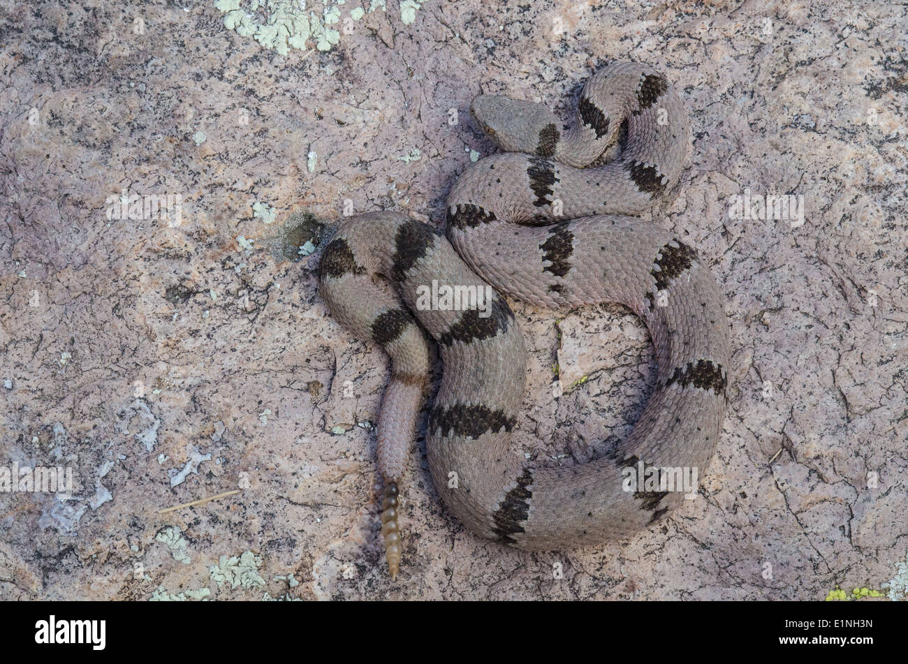 Weibliche gebändert Felsen-Klapperschlange, (Crotalus Lepidus Klauberi), Magdalen Berge, co. Socorro, New Mexico, USA. Stockfoto