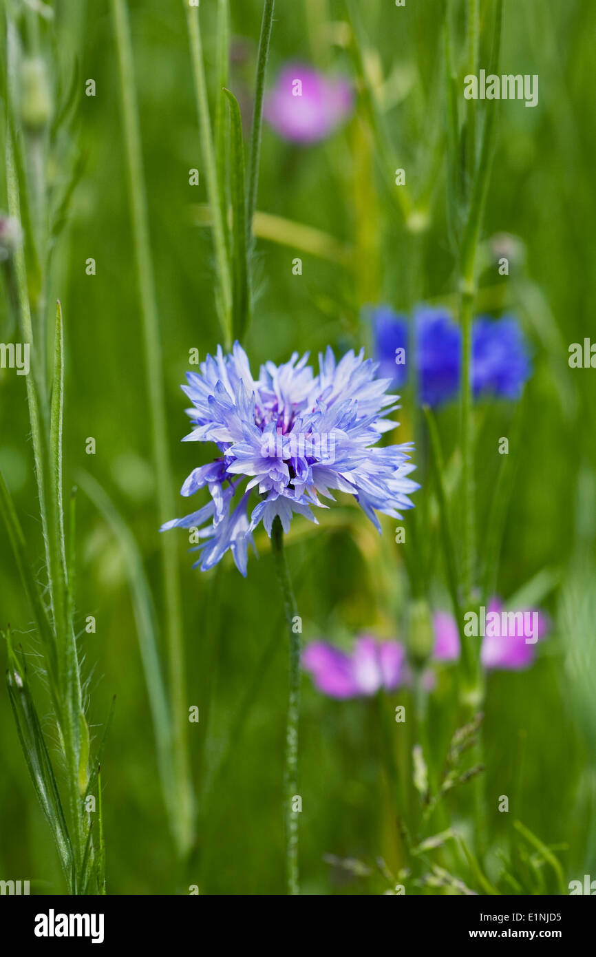 Blaue kornblumen centaurea cyanus Fotos und Bildmaterial in hoher