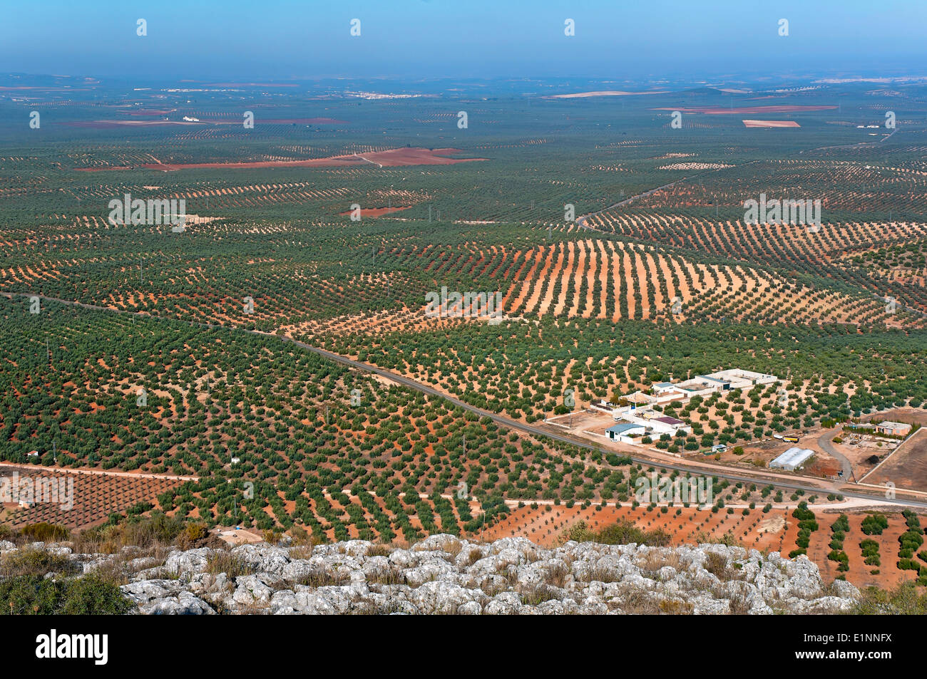 Landschaft der Olivenhain, der touristischen Route der Banditen, Alameda, Provinz Malaga, Andalusien, Spanien, Europa Stockfoto