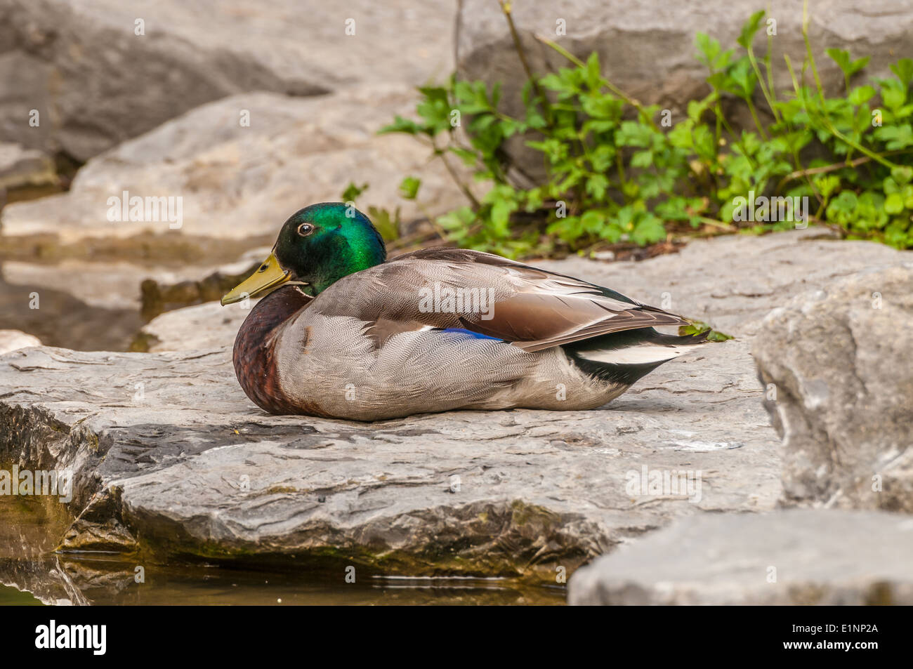 Männliche Stockente sitzt auf einem Felsen neben einem Teich. Stockfoto