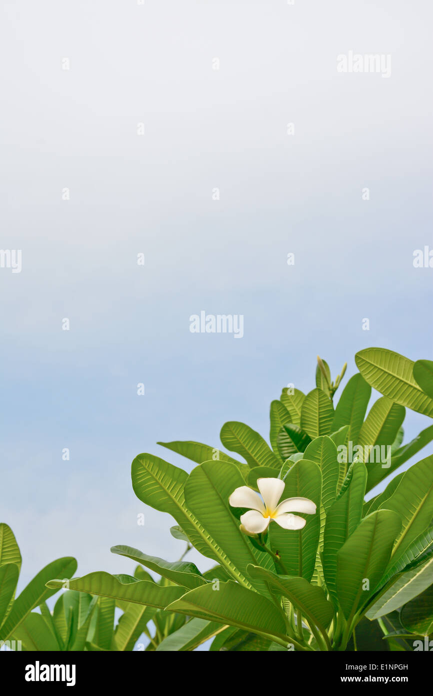 weiße und gelbe Plumeria Blüten mit bewölktem Himmel Stockfoto