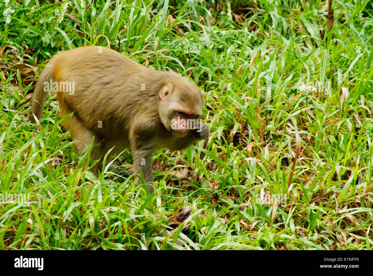 Rhesus-Makaken Affe Rhesus-Affen Wildlife India Stockfoto