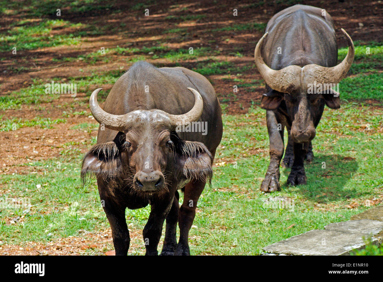 Gaurs Gaur indische Bison, größte erhaltene Rindern in Indien Stockfoto