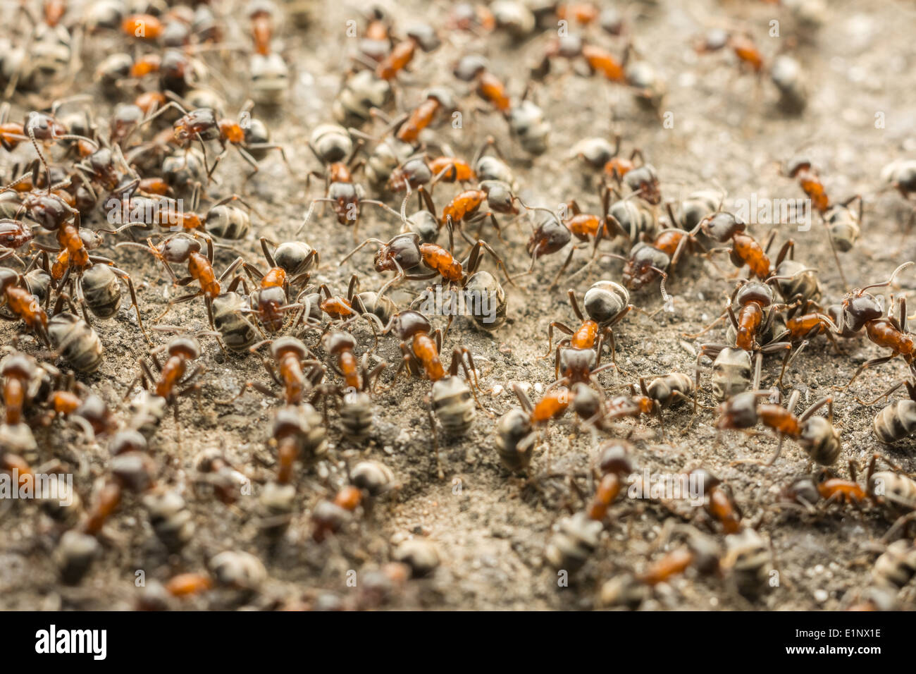 Ameisen-Kolonie auf der Suche nach Nahrung Stockfoto