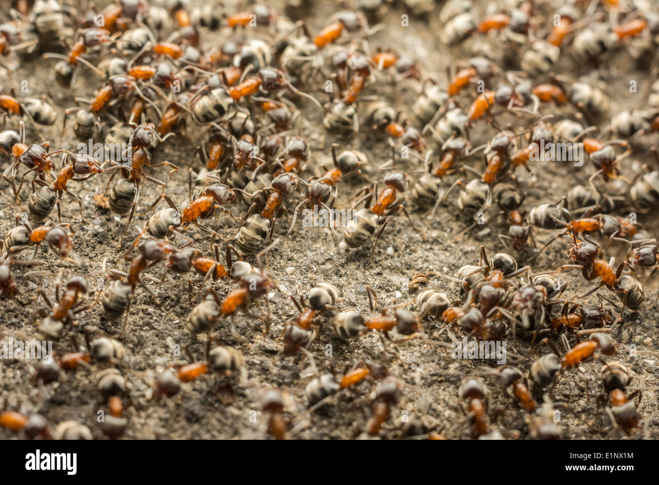 Ameisen-Kolonie auf der Suche nach Nahrung Stockfoto