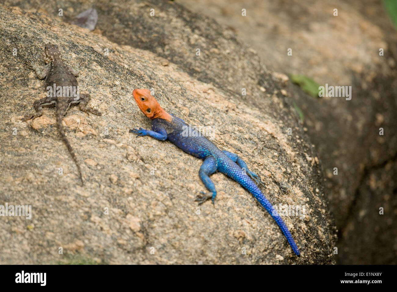 Rothaarige Rock Agama (oder gemeinsamen Agama, Regenbogen Agama) (Agama Agama) Basking in der Sonne fotografiert in Tansania Stockfoto