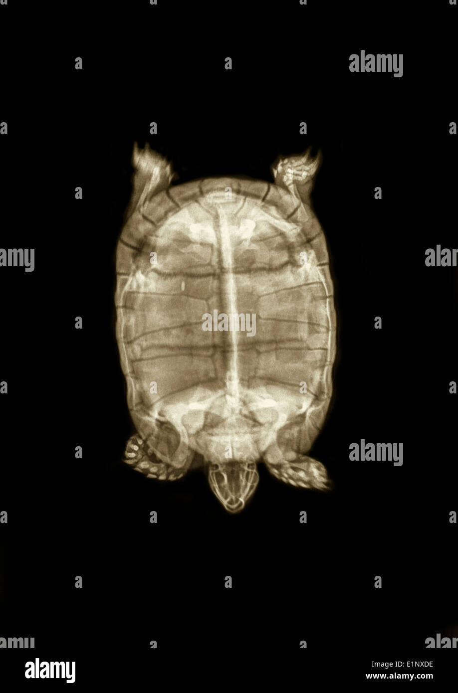 Sporn-thighed Tortoise oder griechische Schildkröte (Testudo Graeca) unter Röntgen-Ansicht von oben Stockfoto