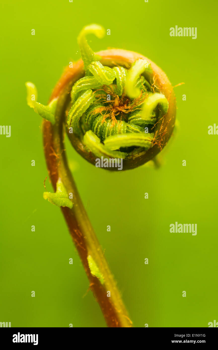 Farn im Frühjahr unfurling Stockfoto