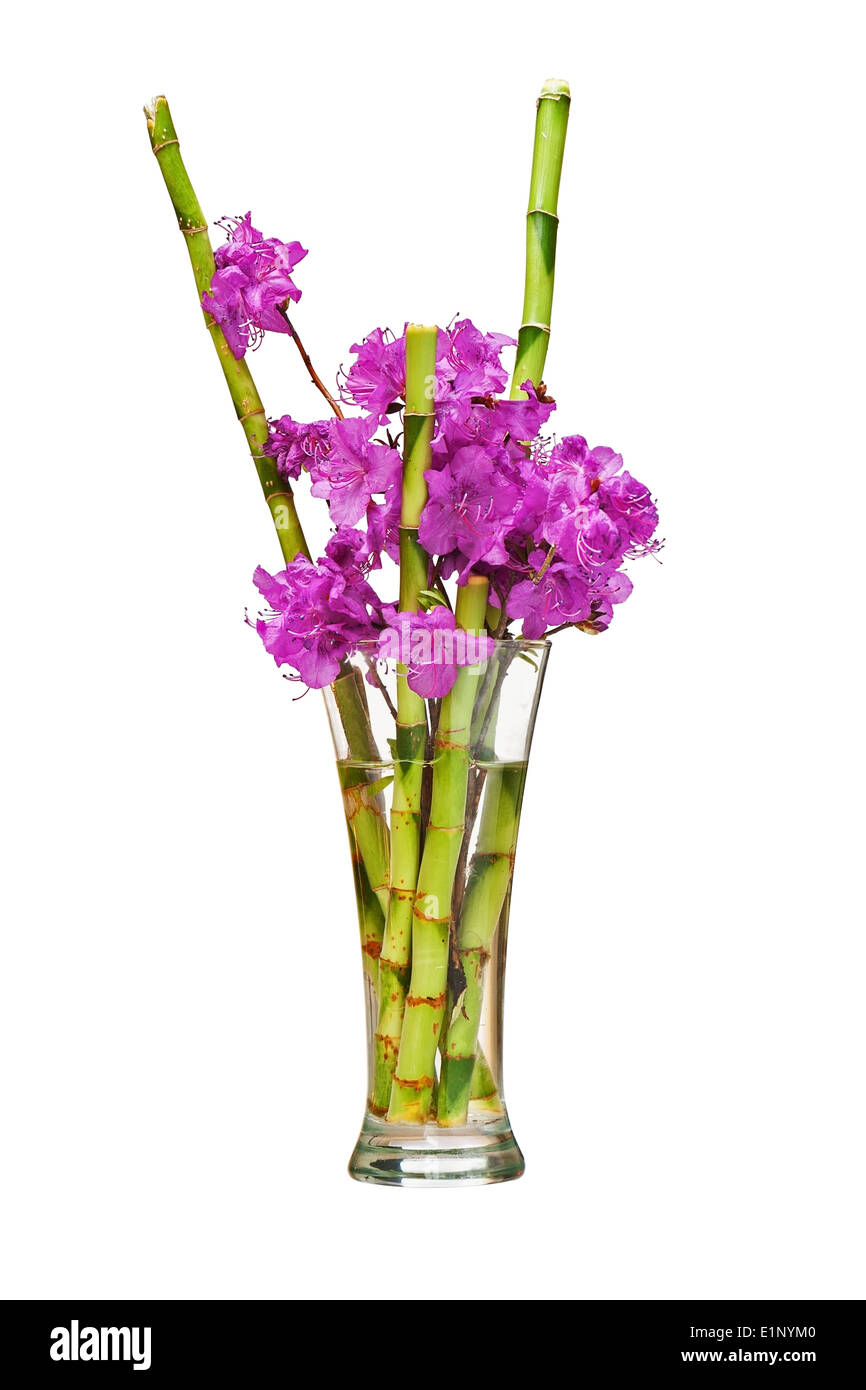 Rhododendron Blumen In Vase Stockfotografie - Alamy