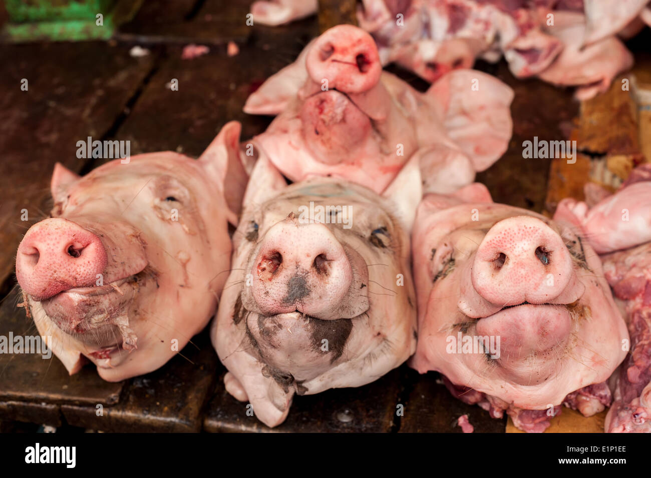 Rohe frische Köpfe der Bio Schwein zum Verkauf an asiatischen Lebensmittelmarkt Stockfoto
