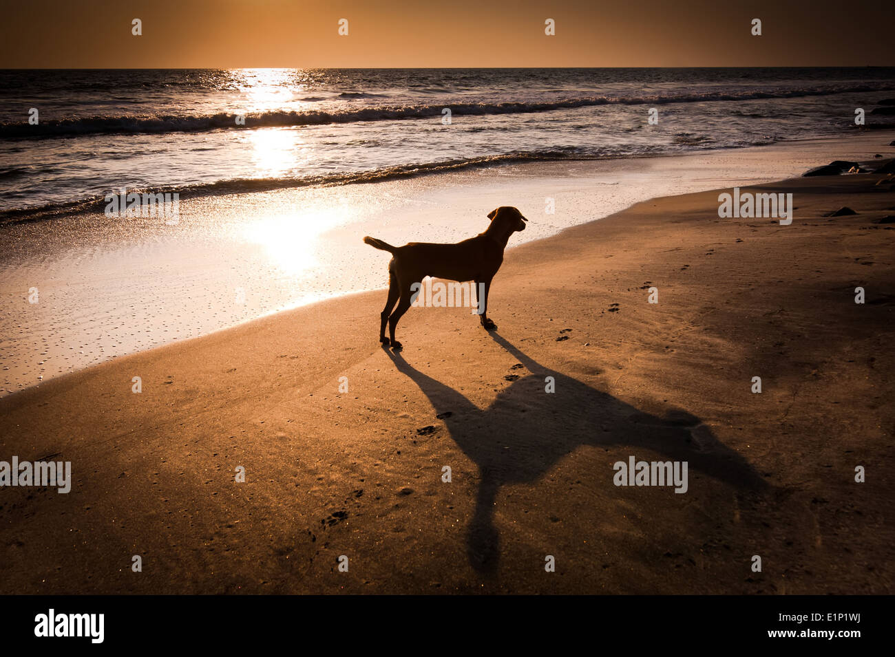 Hund am tropischen Strand unter Abendsonne. Indien Stockfoto