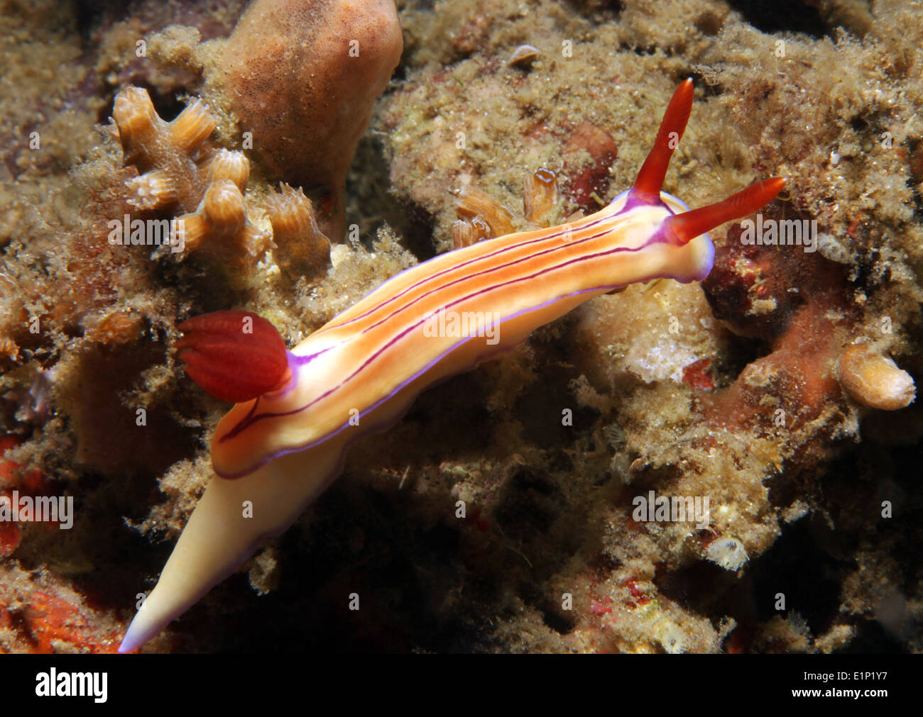 Hypselodoris Emma, Lembeh Strait, Indonesien Stockfoto