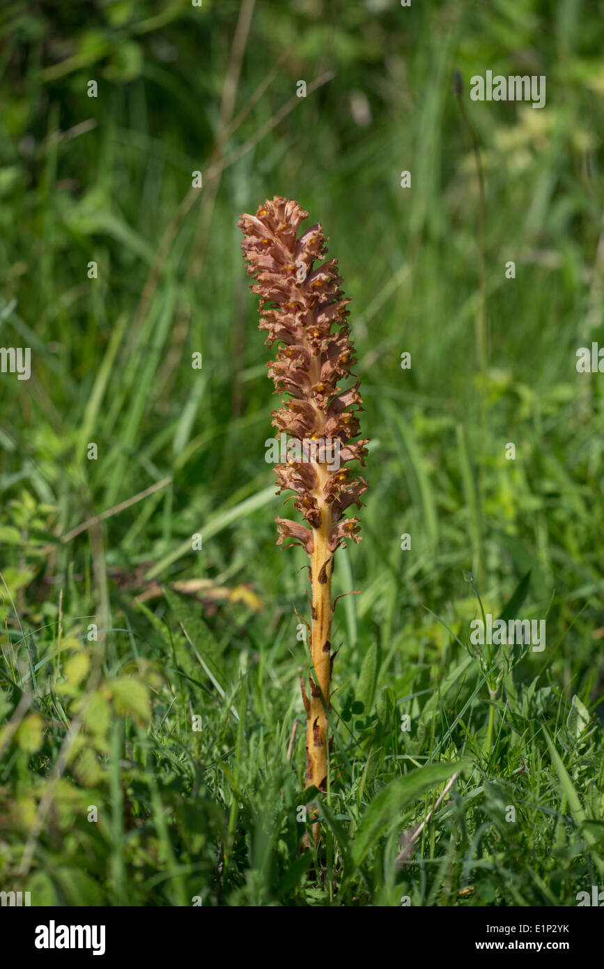 Flockenblume Roman (Orobanche Elatior). Wie der Name schon sagt, ist die Art parasitäre auf Flockenblume. Stockfoto