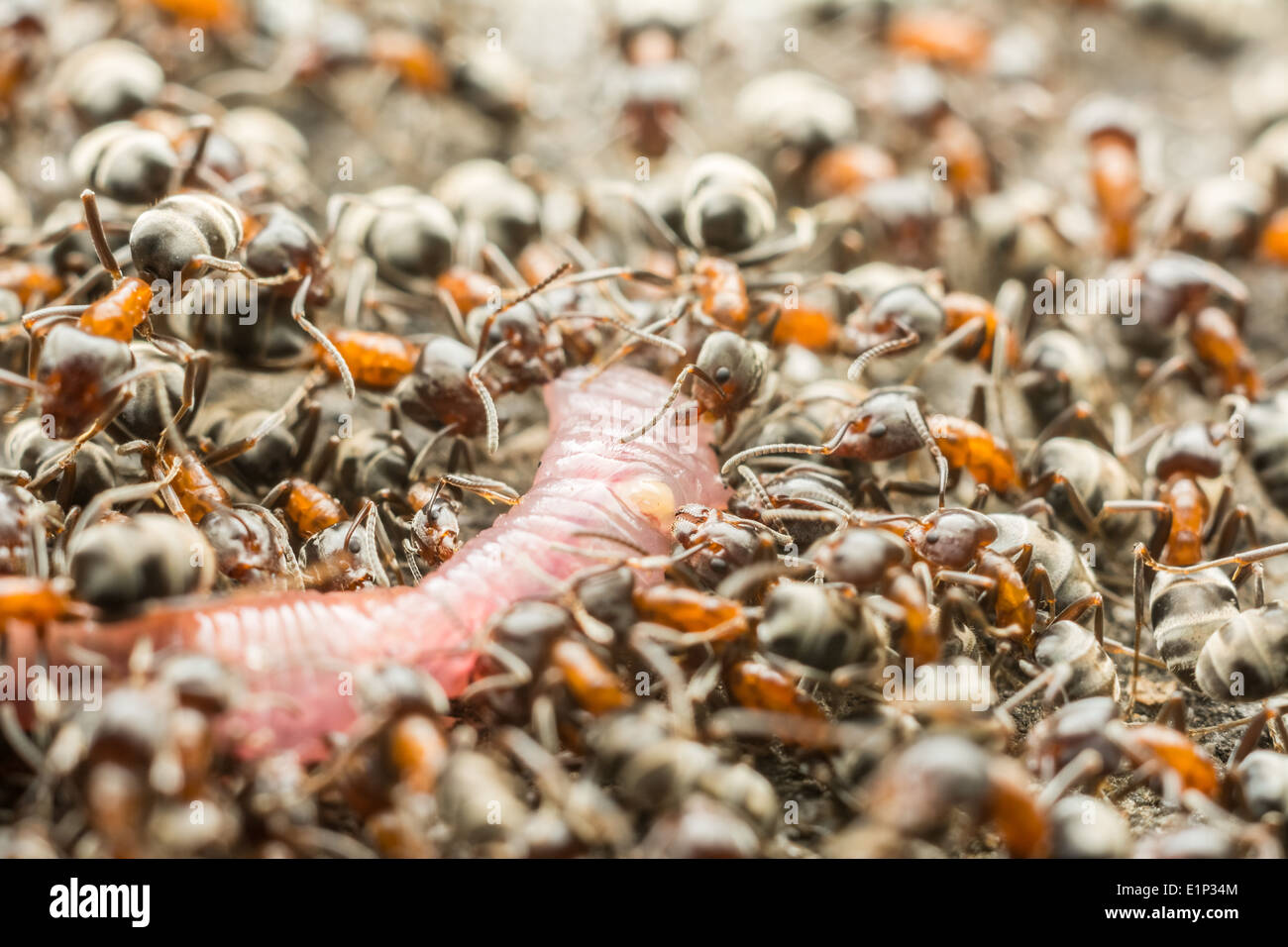 Schwarm von Ameisen Essen Regenwurm Makro Nahaufnahme Stockfoto