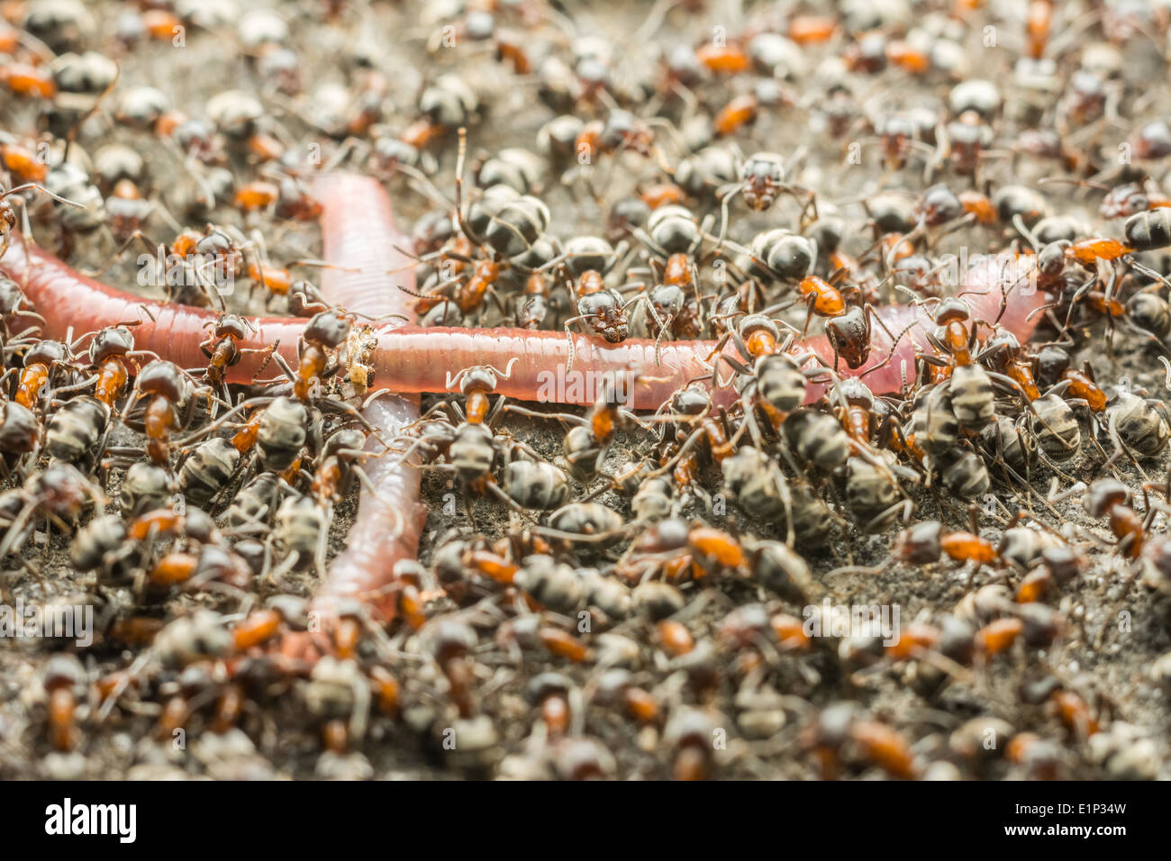 Schwarm von Ameisen Essen Regenwurm Makro Nahaufnahme Stockfoto