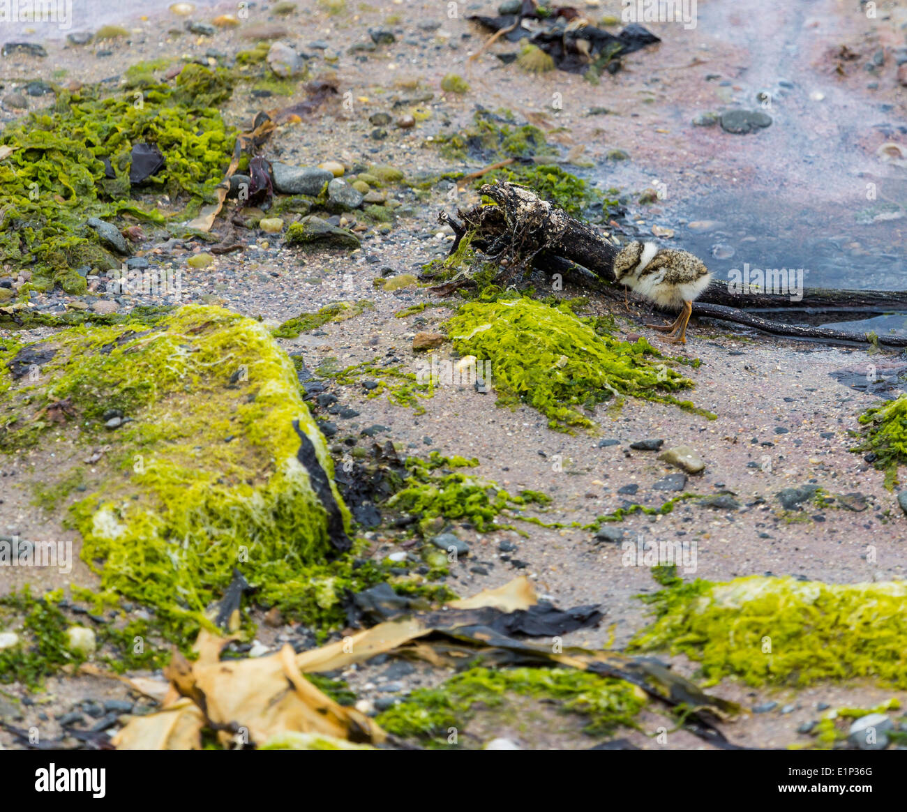 Ein Flussregenpfeifer Regenpfeifer Küken bei fairen Kopf Ballycastle County Antrim-Nordirland Stockfoto