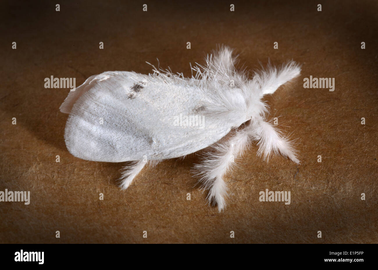 Gelb-Tail, Goldtail Motte oder Swan Moth (Euproctis Similis) ist ein Schmetterling der Familie Lymantriidae. Stockfoto