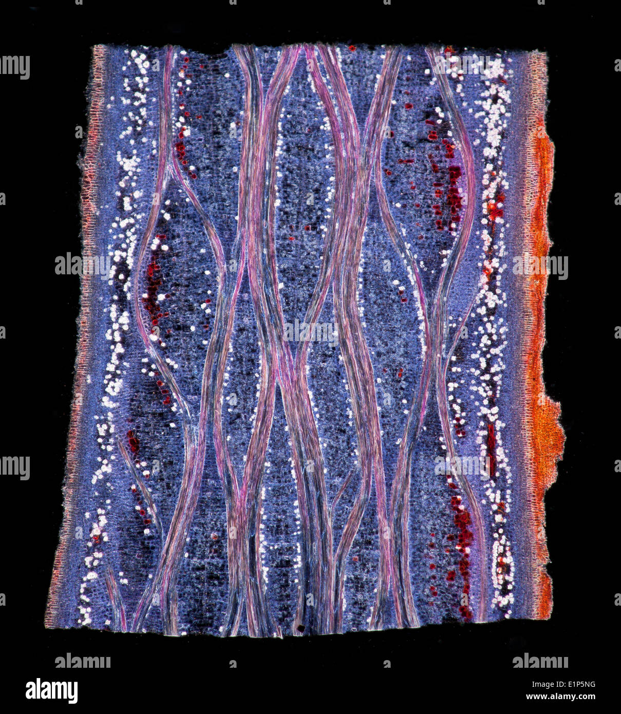 Linde, Tilia SP. Dunkelfeld Mikrophotographie, ergeben sich Abschnitt (LS) gefärbt, um Strukturen zu zeigen Stockfoto