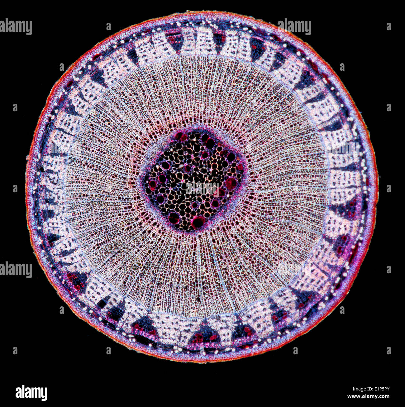 Linde, Tilia SP. Dunkelfeld Mikrophotographie, ergeben sich Abschnitt (TS) gefärbt, um Strukturen zu zeigen Stockfoto