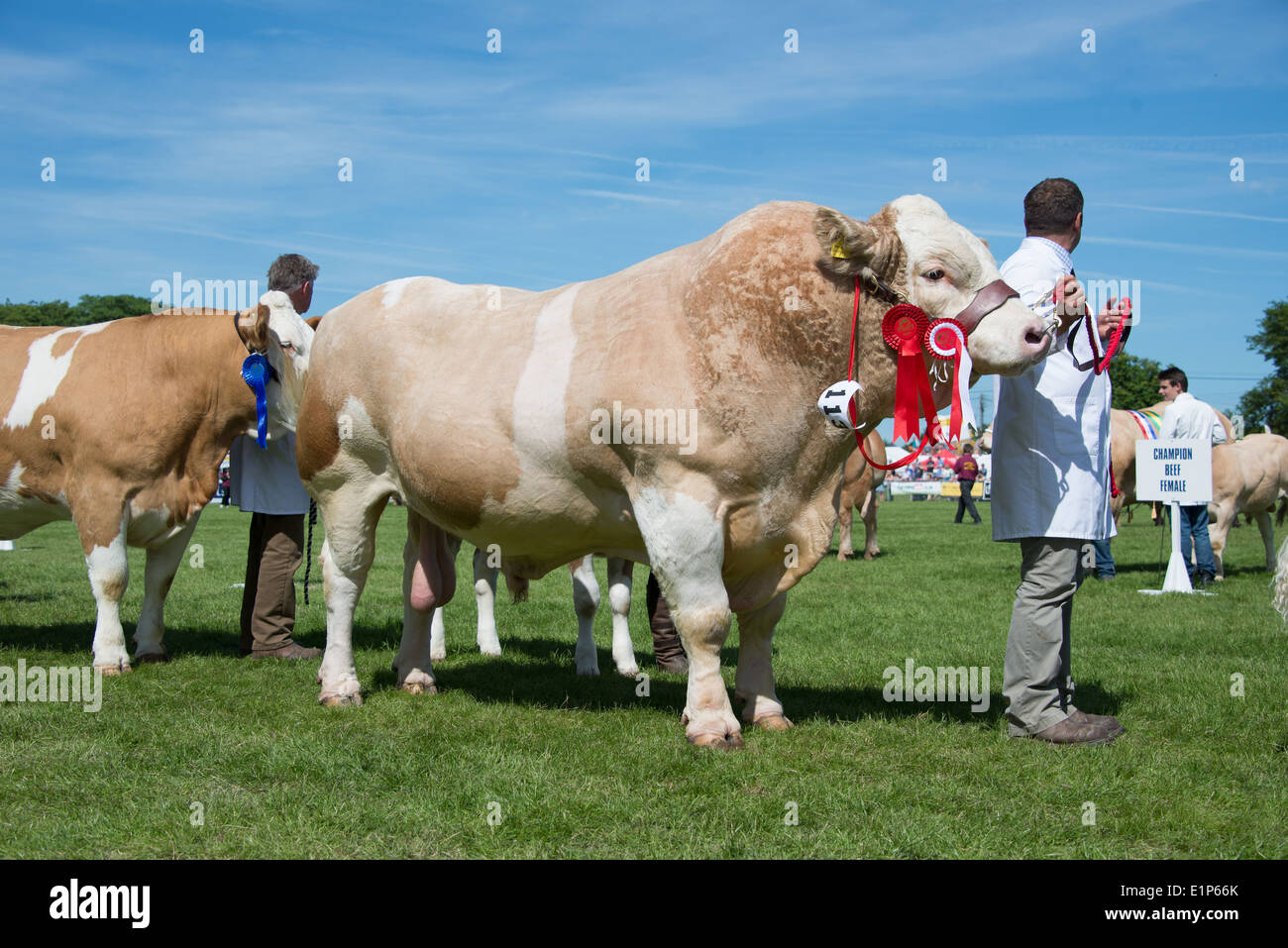 Parade der Champions im Süden von England Show 2014 Stockfoto