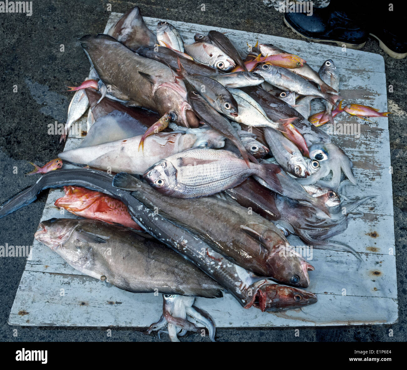 Fang des Tages von den Azoren Fischern werden angezeigt, im Hafen von Vila Franca Do Campo auf der Insel Sao Miguel auf den Azoren im Atlantischen Ozean. Stockfoto
