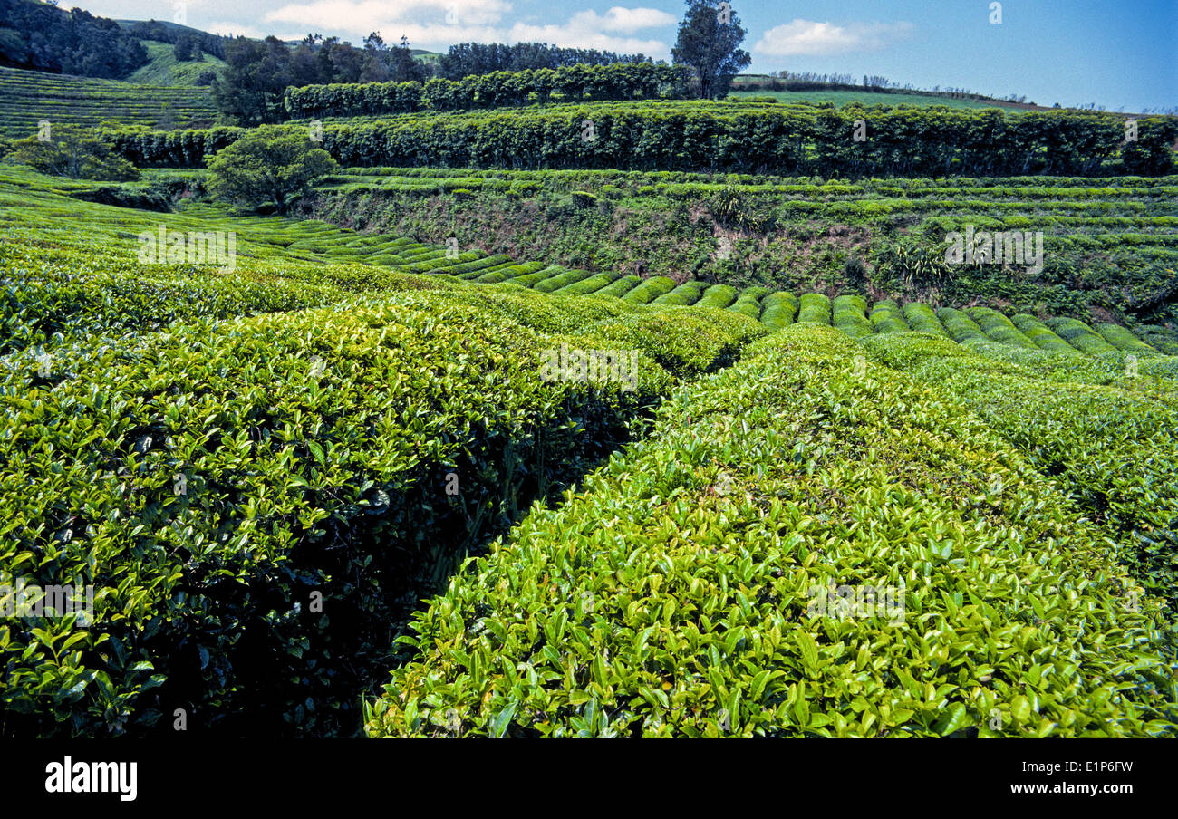 Die einzigen Teeplantagen Europas finden Sie auf der Insel Sao Miguel auf den Azoren, eine autonome Region Portugals in den Nordatlantik. Stockfoto