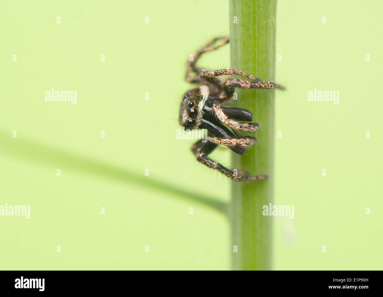 Springspinne - Salticus scenicus Stockfoto