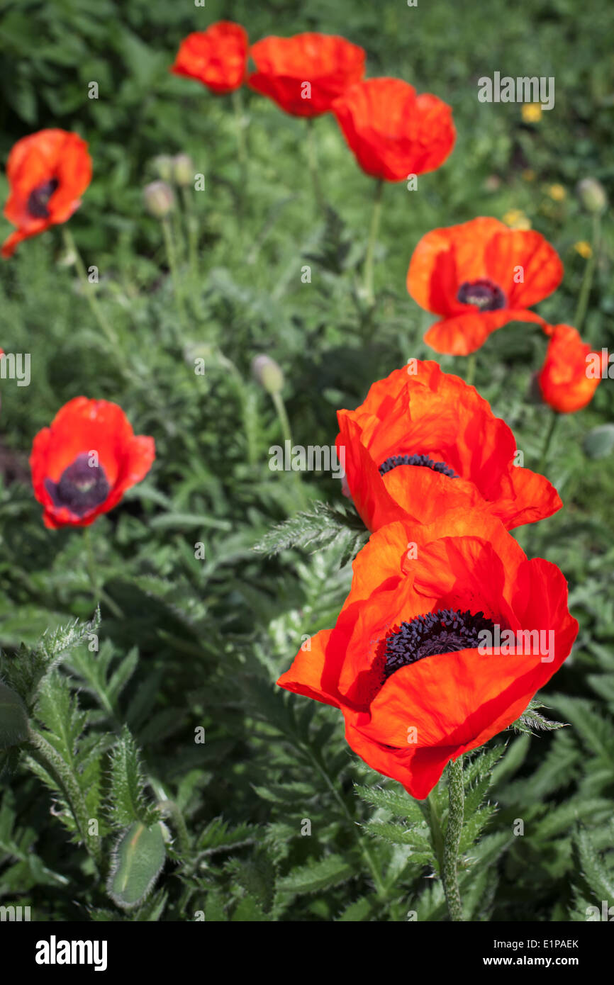 Große rote Mohnblumen Blumen. Selektive Schwerpunkt Makrofoto Stockfoto