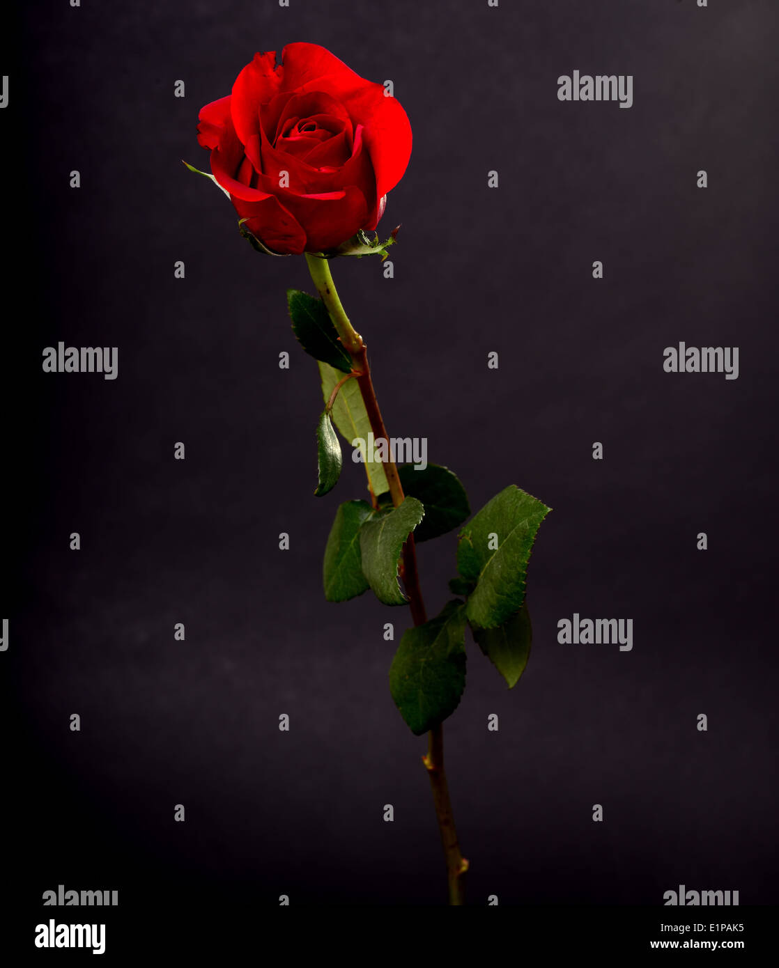 Langer Stiel Rose schwarz isoliert Stockfoto