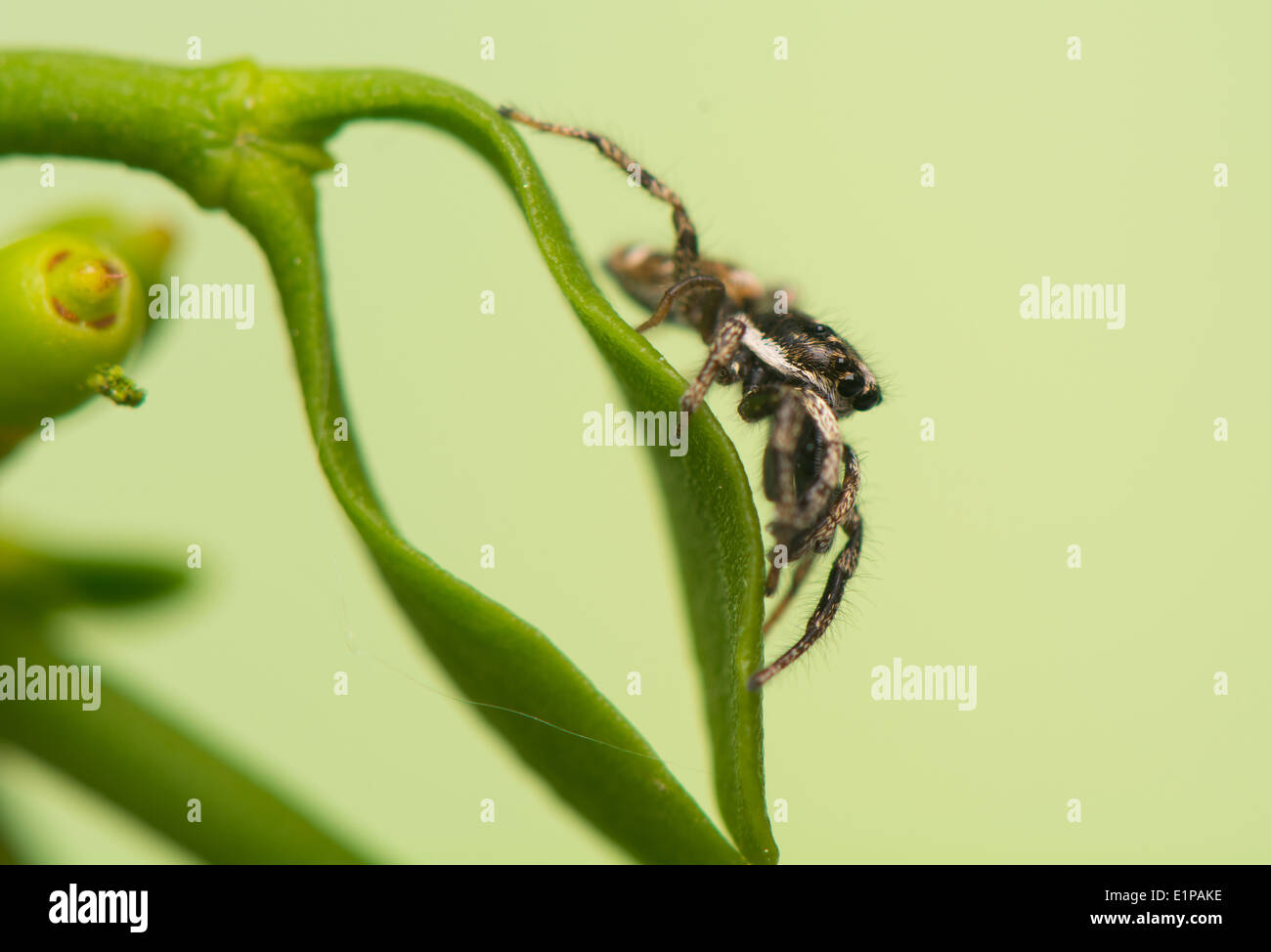 Springspinne - Salticus scenicus Stockfoto