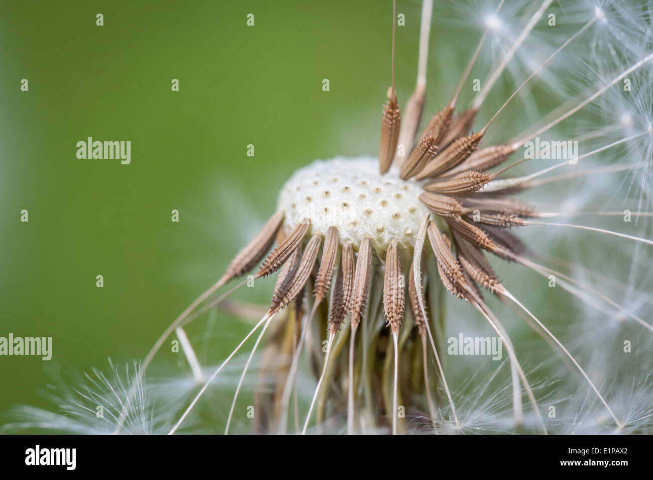 Löwenzahn mit Samen fehlt des Winds Stockfoto