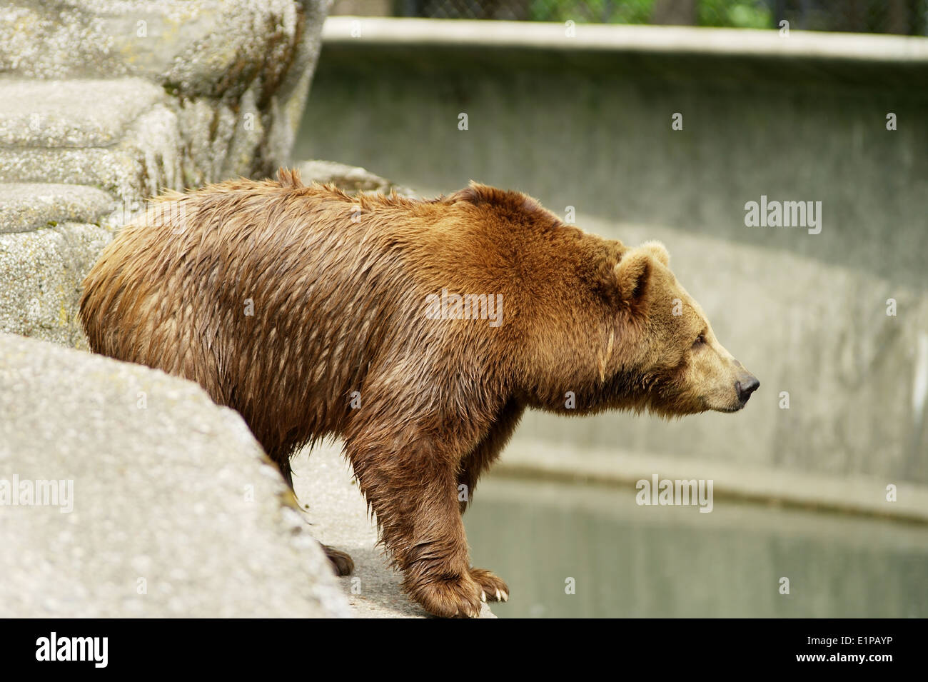 Braunbär Ursus arctos. Stockfoto