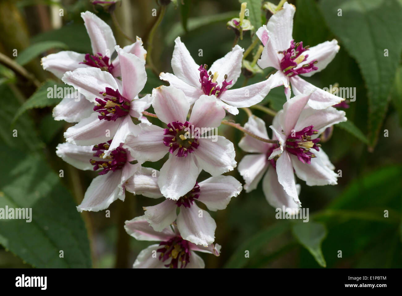 Dunkeln zentriert Blüten der Deutzie 'Dark Eyes' Stockfoto