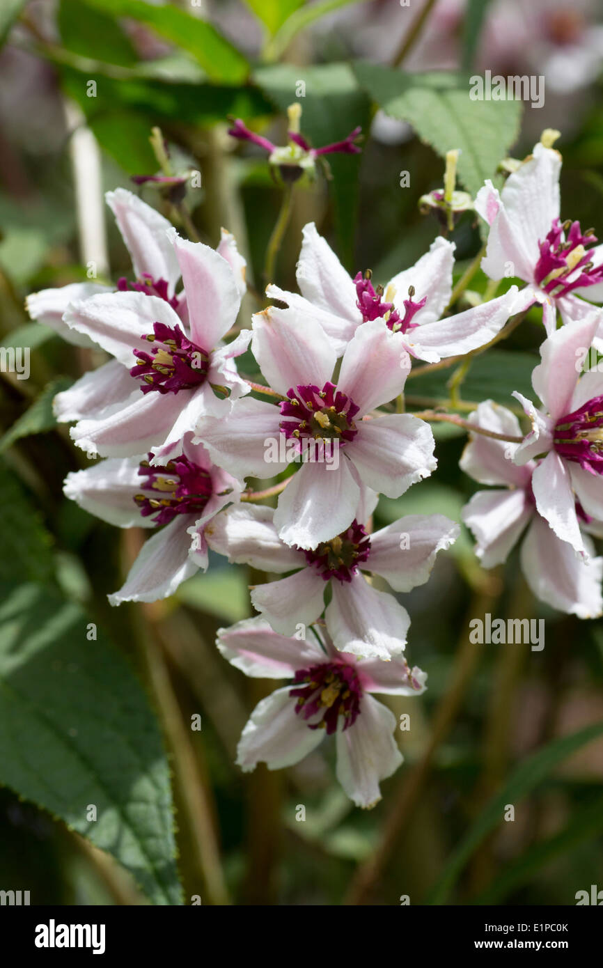 Dunkeln zentriert Blüten der Deutzie 'Dark Eyes' Stockfoto