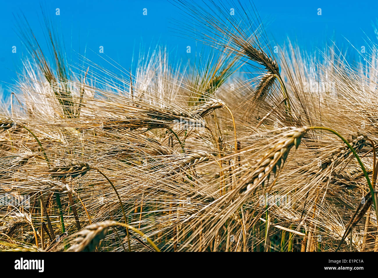 Hintergrund mit Ähren auf einem Hintergrund des blauen Himmels. Stockfoto