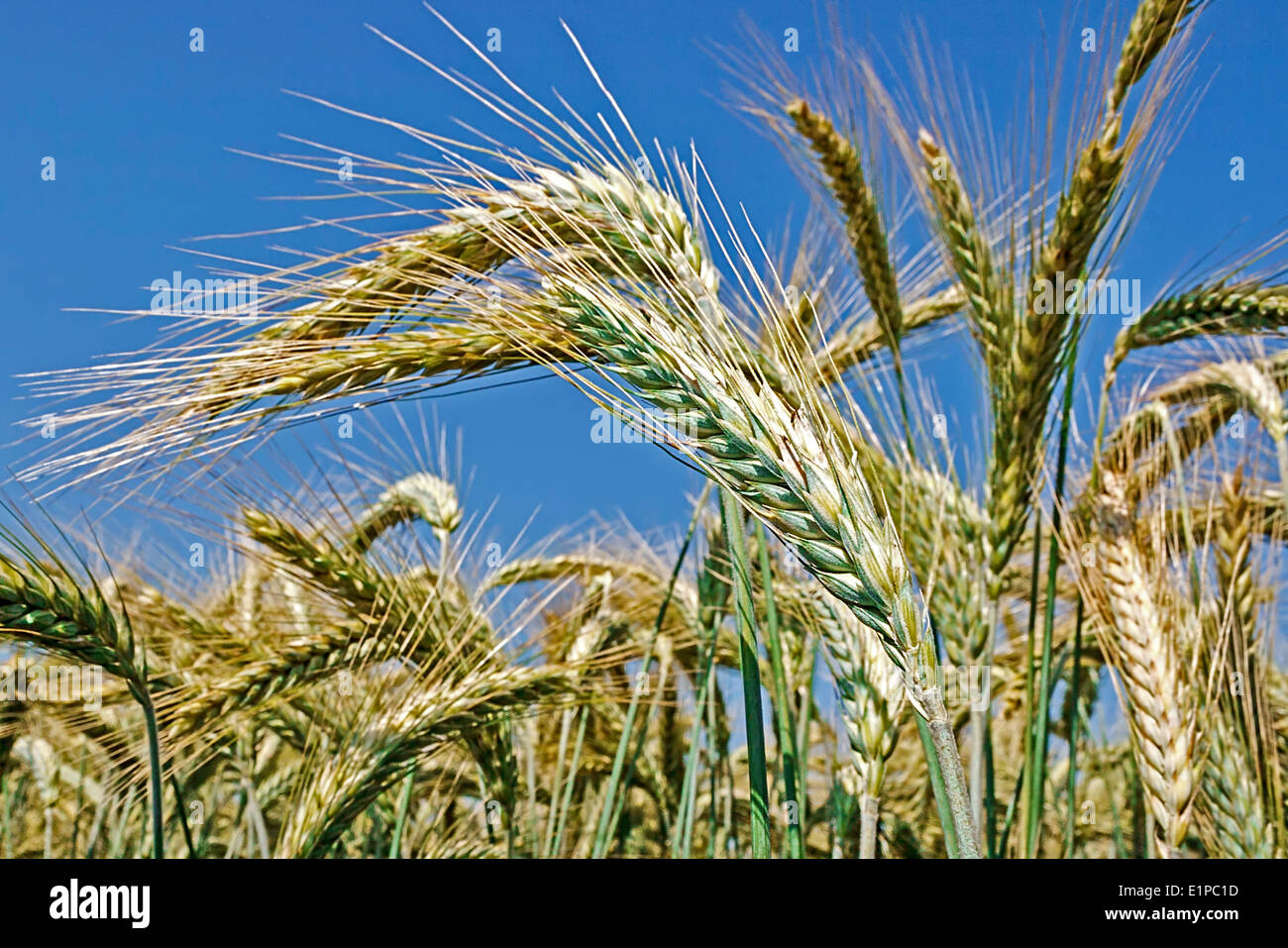 Hintergrund mit Ähren auf einem Hintergrund des blauen Himmels. Stockfoto