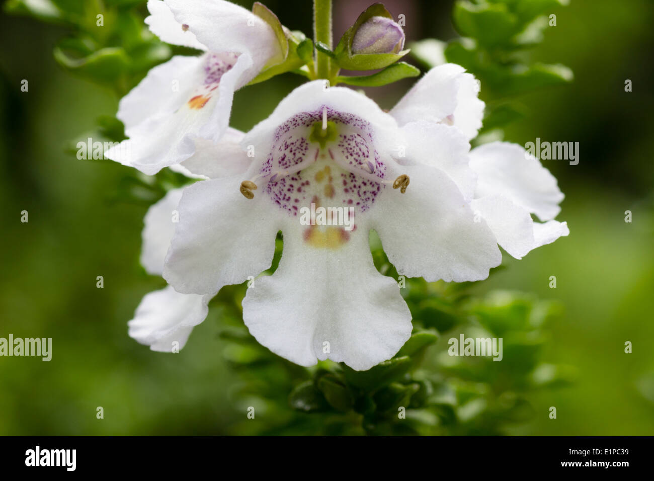 Nahaufnahme eines frühen Sommerblumen von alpine Mint Bush, Prostanthera cuneata Stockfoto