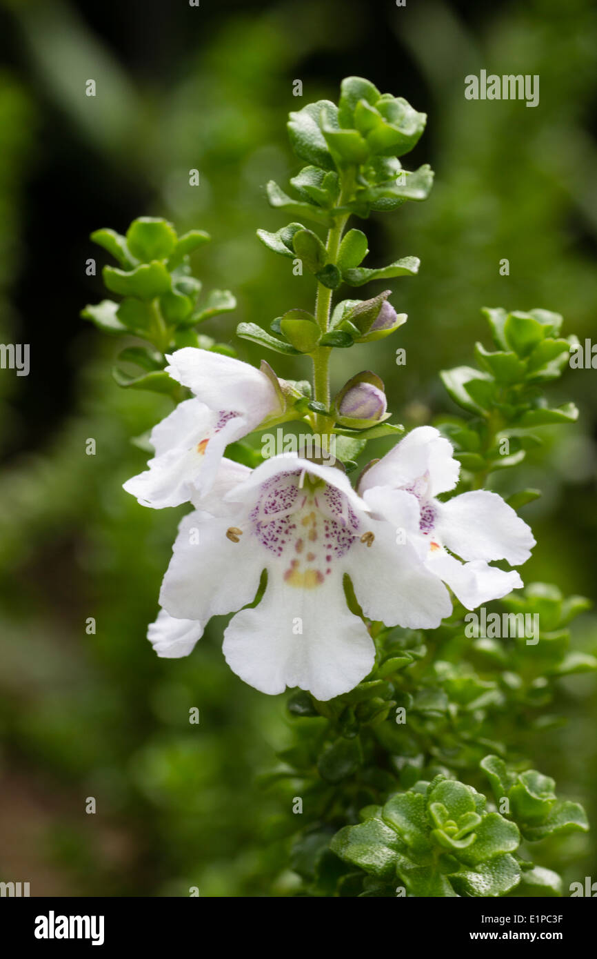 Nahaufnahme eines frühen Sommerblumen von alpine Mint Bush, Prostanthera cuneata Stockfoto