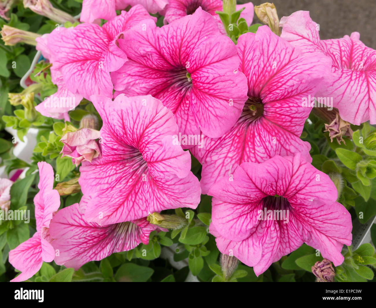 Petunien Pfefferminze Vene Beetpflanzen in ein Gartencenter zu verkaufen bereit für Frühsommer Pflanzen Stockfoto