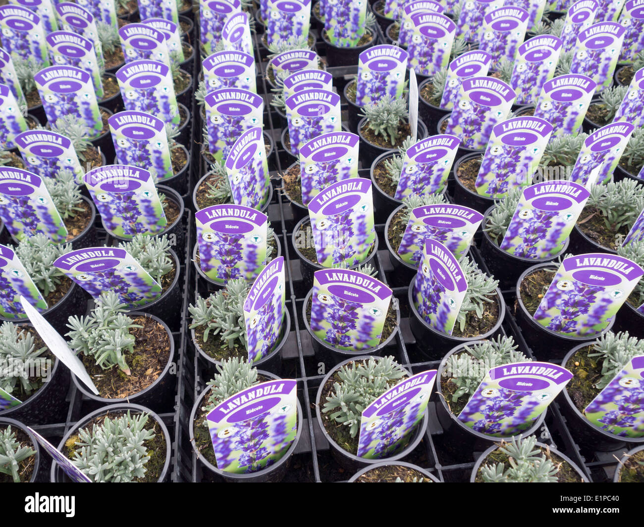 Lavendel Pflanzen für Verkauf Vielzahl Lavendula 'Hidcote' Heacham Norfolk England UK Stockfoto