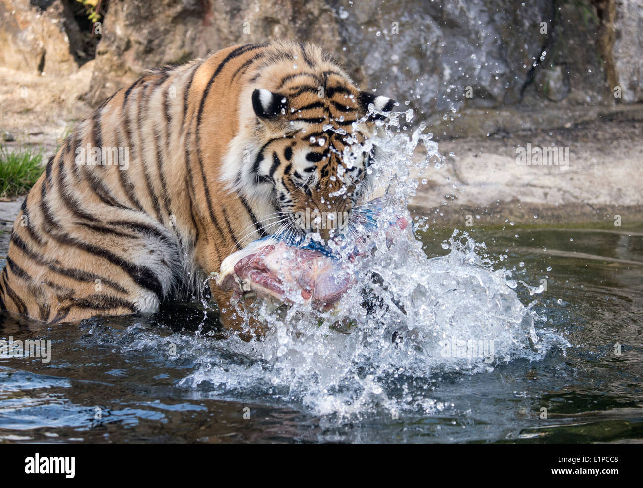 Männliche Amur-Tiger mit seinem Fleisch im Pool Spielen Stockfoto