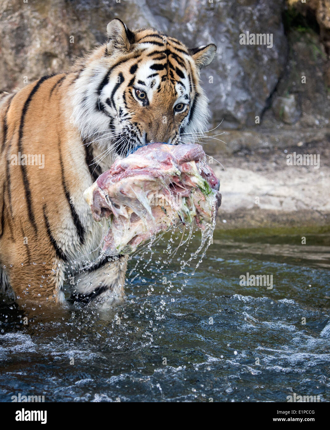 Männliche Amur-Tiger mit seinem Fleisch im Pool Spielen Stockfoto