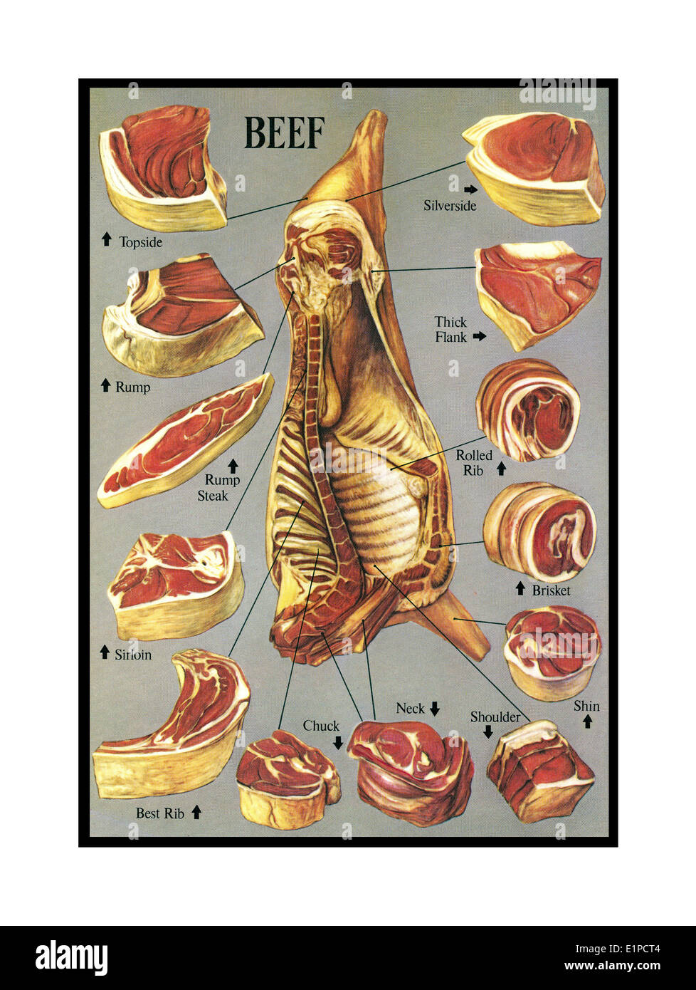 RINDFLEISCHSCHNITT-FUGEN ILLUSTRATION Kochwaren Buch Fleisch Illustration einer umfassenden Vielfalt von Rindfleisch-Fleischerschnitten und -Fugen Stockfoto