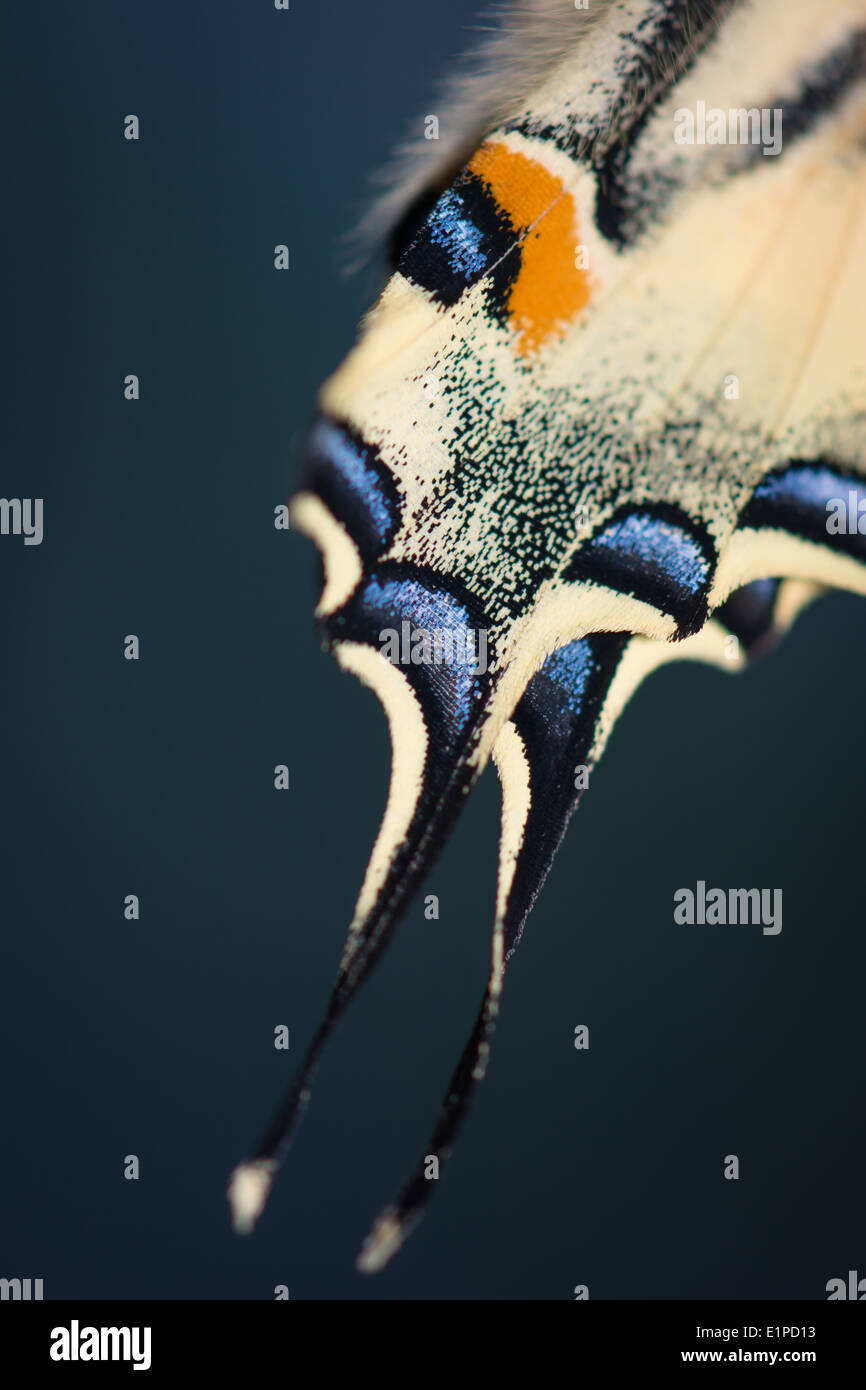 Detail des Flügels EINES Schwalbenschwanzes Schmetterling Stockfoto