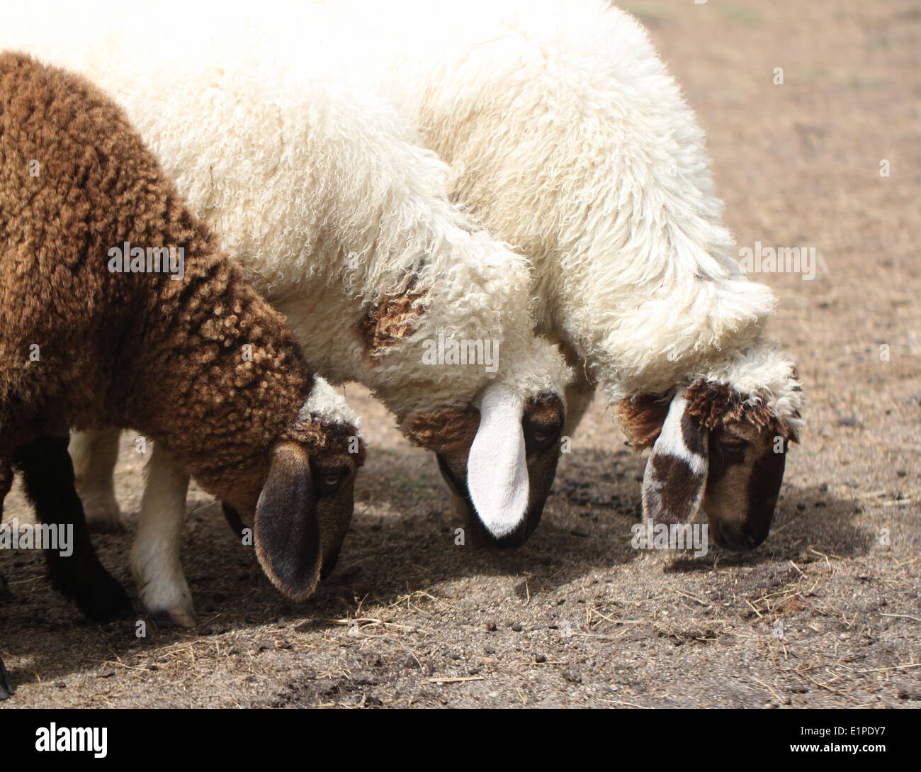 Weiße und braune Schafe in der Farm. Stockfoto