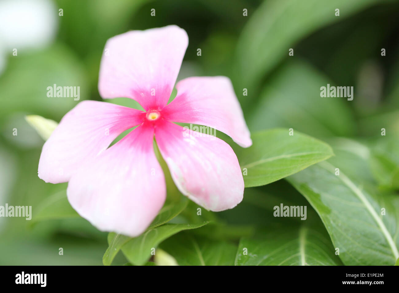 Rosa Blüten im Garten für Natur Hintergrund. Stockfoto