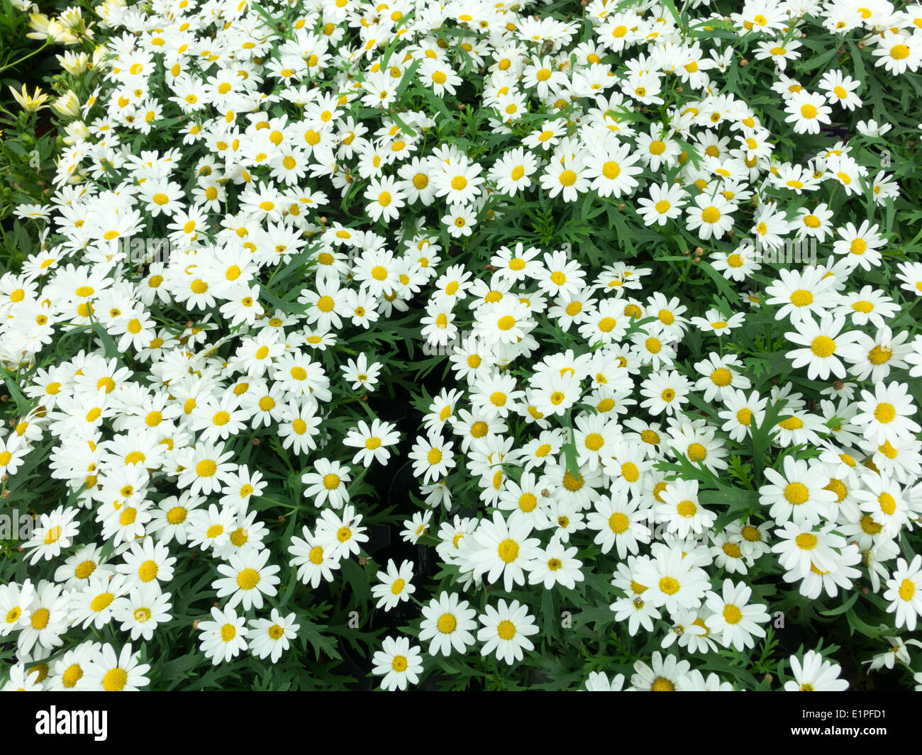 Marguerite Beetpflanzen in ein Gartencenter zu verkaufen bereit für Frühsommer Pflanzen Stockfoto