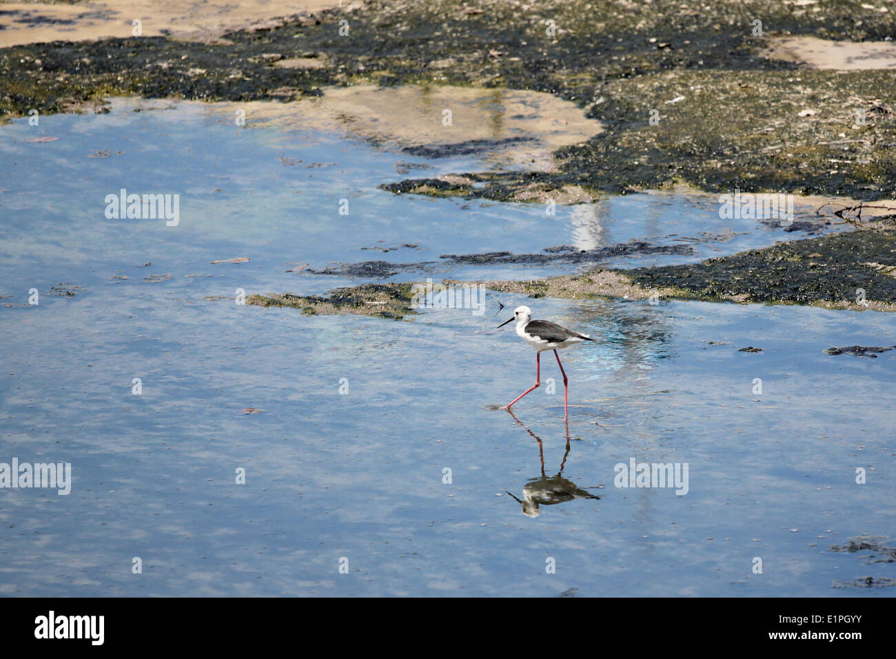 Stelzenläufer (Himantopus Himantopus) bei der Nahrungssuche am Meer. Stockfoto